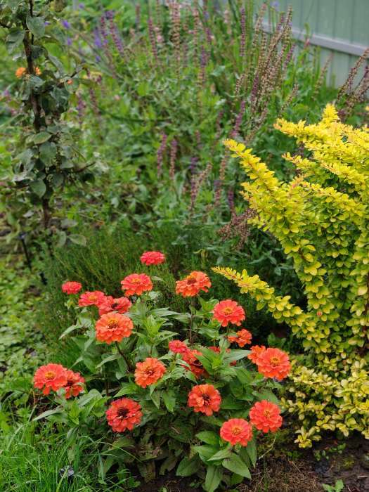 Фотография покупателя товара Семена Цинния Тополино, смесь сортов   Одн Сел. Farao Золотая серия Ц/П 12шт - Фото 3