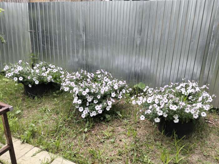 Фотография покупателя товара Семена Цветов Петуния "Тайдал Вейв Сильвер", 5 шт - Фото 2