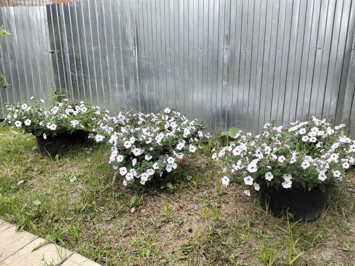 Фотография покупателя товара Семена Цветов Петуния "Тайдал Вейв Сильвер", 5 шт - Фото 3