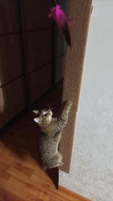 Фотография покупателя товара Когтеточка с пропиткой, 55×20 см, угловая, без меха, бежевая - Фото 1