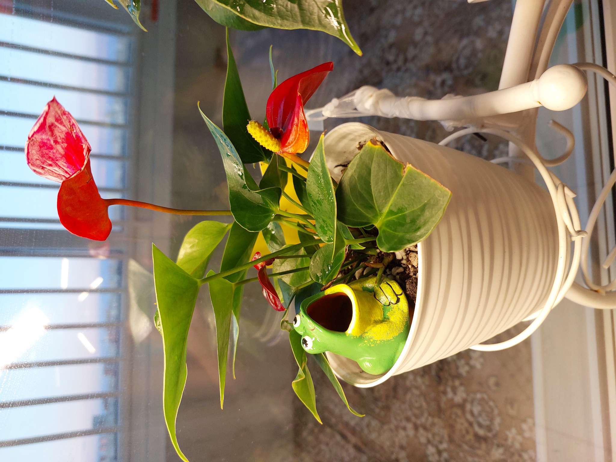 Фотография покупателя товара Автополив для комнатных растений «Лягушка», 50 мл, h=4 см, керамика - Фото 1