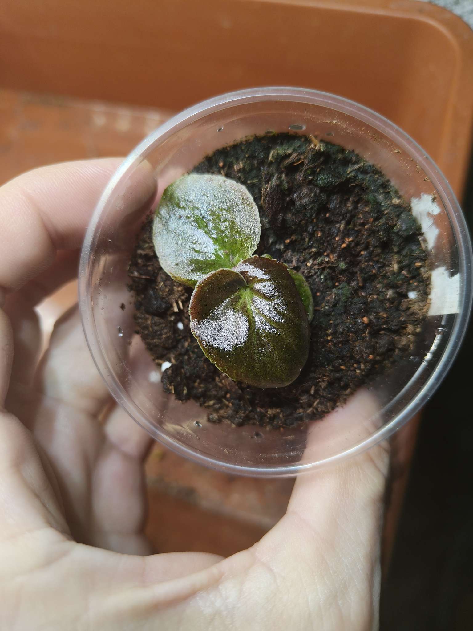 Фотография покупателя товара Семена цветов Бегония «Бада бум», белая, F1, «АЭЛИТА Агро» - Фото 1