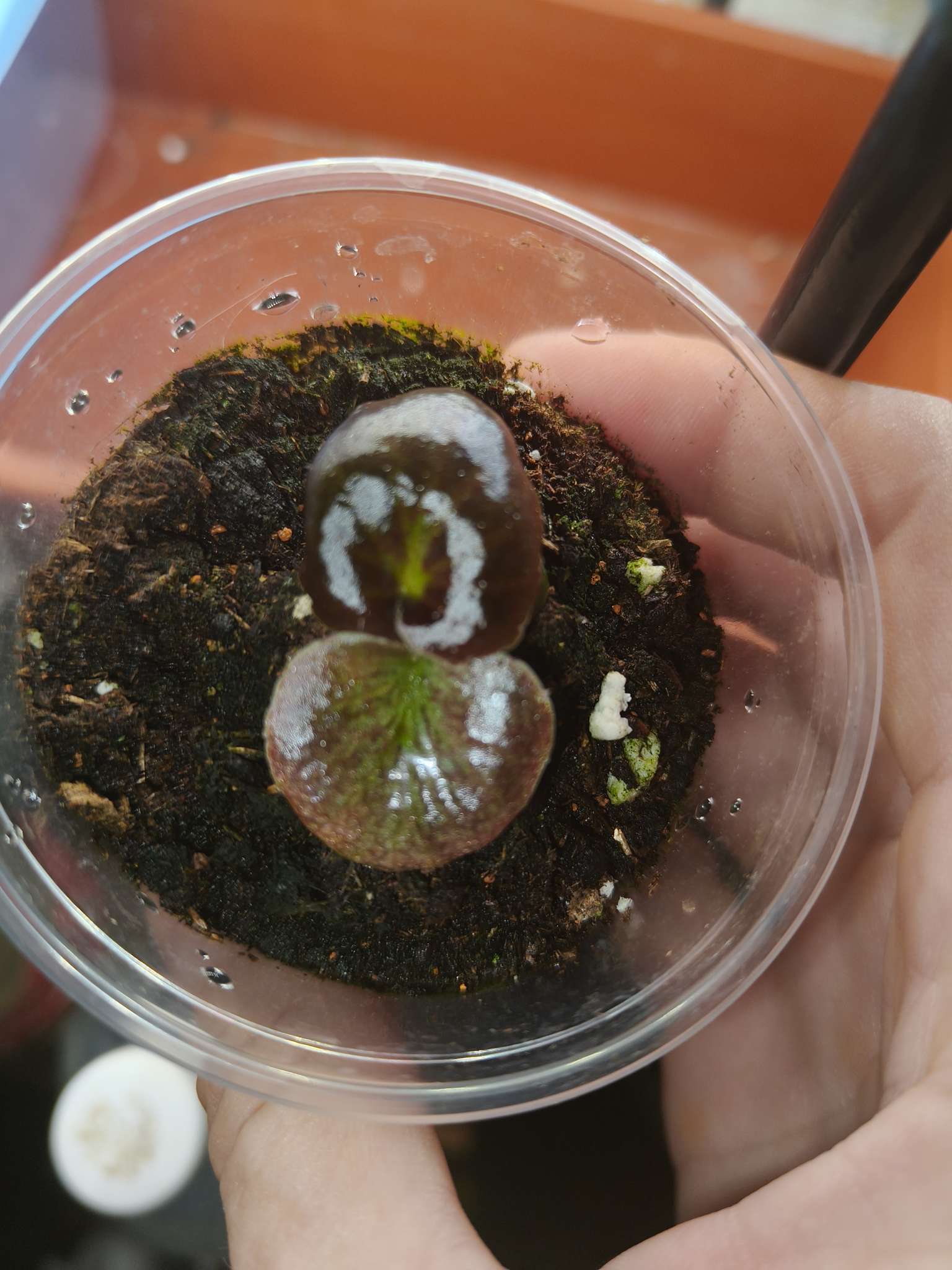 Фотография покупателя товара Семена цветов Бегония «Бада бум», белая, F1, «АЭЛИТА Агро» - Фото 2