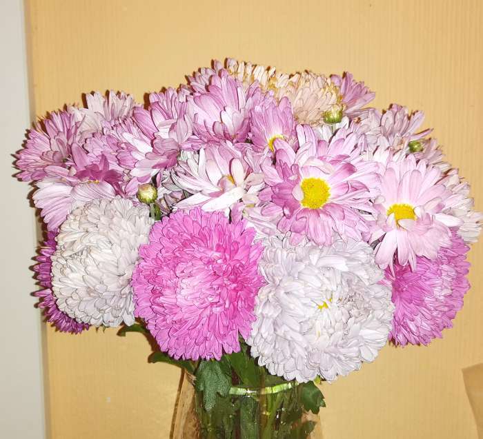 Фотография покупателя товара Семена цветов Астра "Леди Корал лавандовая", ц/п,  однолетняя, серия Эксклюзив,  0,05 г - Фото 1