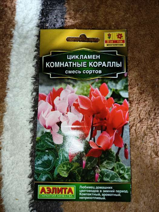 Фотография покупателя товара Семена Цветов Цикламен "Комнатные кораллы", смесь сортов, 3 шт - Фото 1
