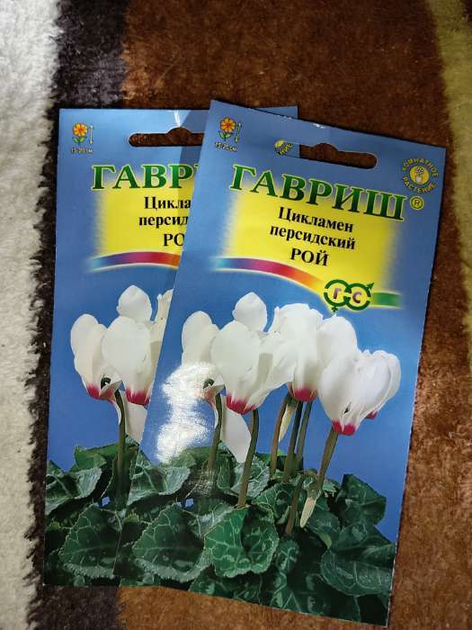 Фотография покупателя товара Семена цветов Цикламен "Рой", ц/п,  персидский, 3 шт. - Фото 1