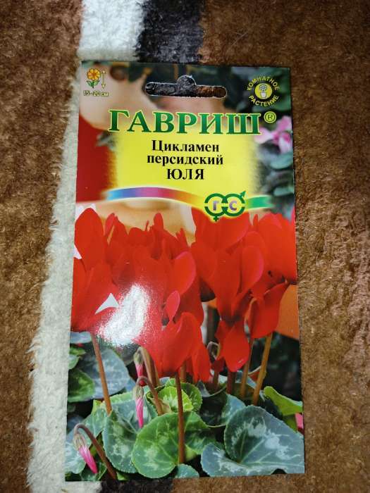 Фотография покупателя товара Семена цветов цикламен «Юля», 3 шт. - Фото 1