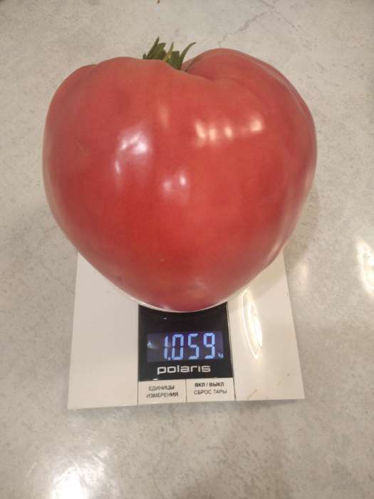 Фотография покупателя товара Семена томат «Шальная императрица», 20 шт. - Фото 1