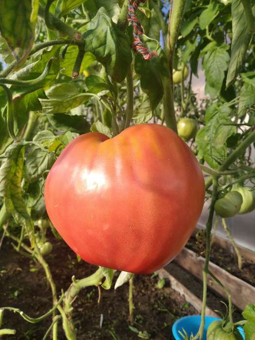 Фотография покупателя товара Семена томат «Шальная императрица», 20 шт. - Фото 2