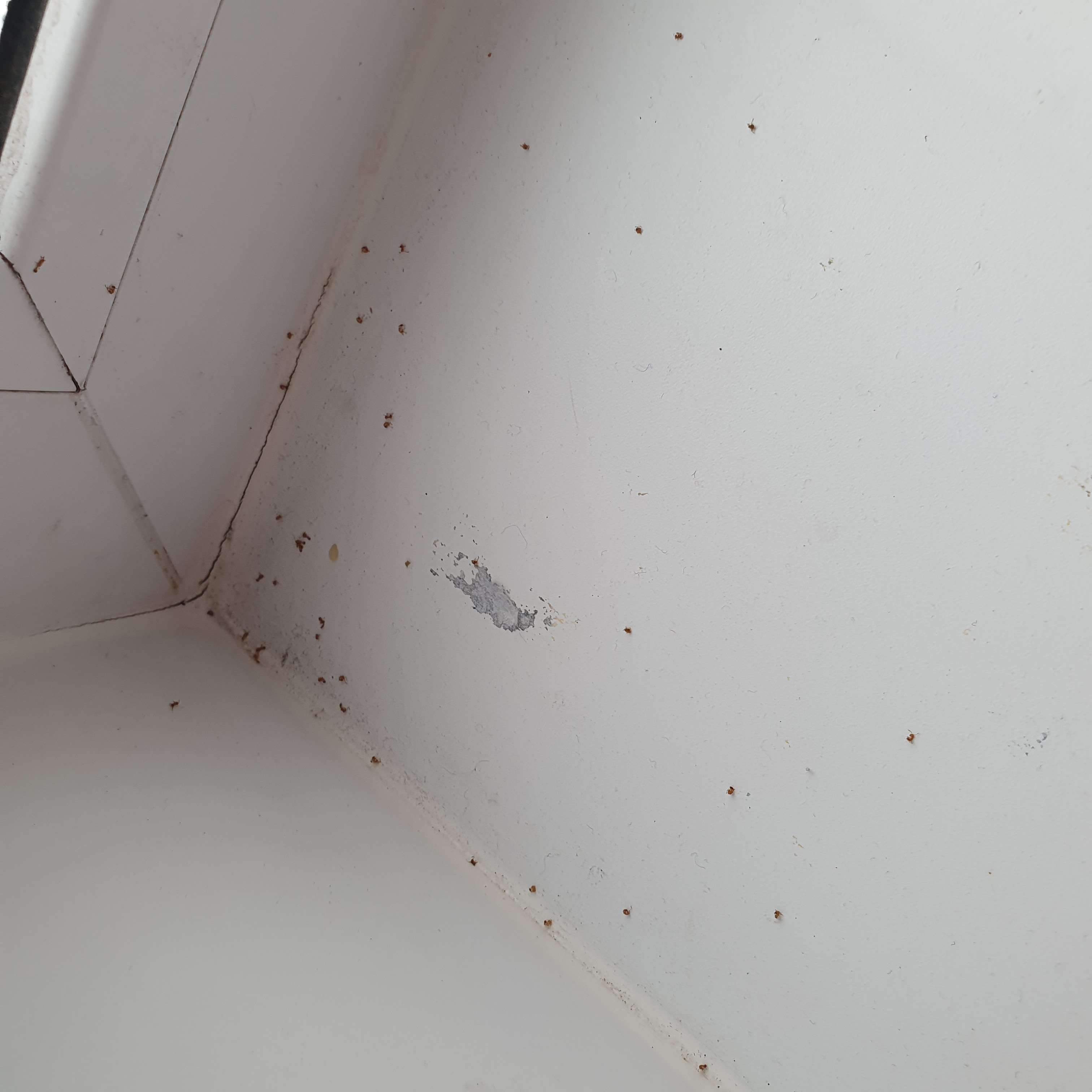 Фотография покупателя товара Аэрозоль от насекомых Чистый дом супер Универсальный двойное распыление 600 мл