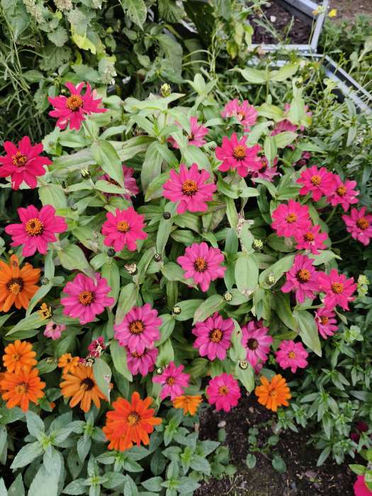 Фотография покупателя товара Семена цветов Цинния Захара «Праздник лета», 5 шт., «Смена Алтая» - Фото 1