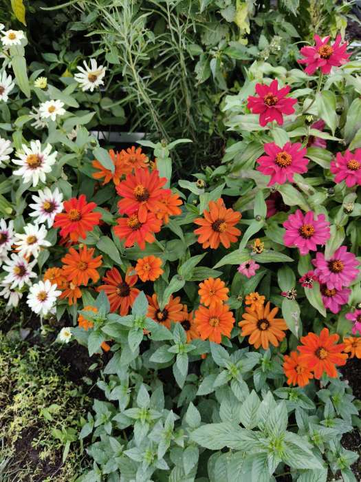 Фотография покупателя товара Семена цветов Цинния Захара «Праздник лета», 5 шт., «Смена Алтая» - Фото 2