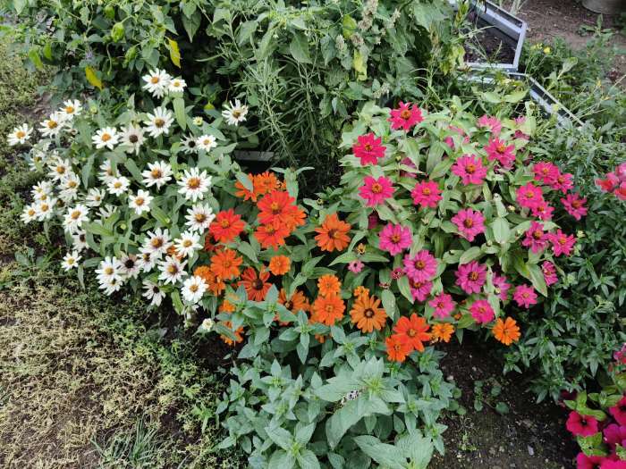 Фотография покупателя товара Семена цветов Цинния Захара «Праздник лета», 5 шт., «Смена Алтая» - Фото 3