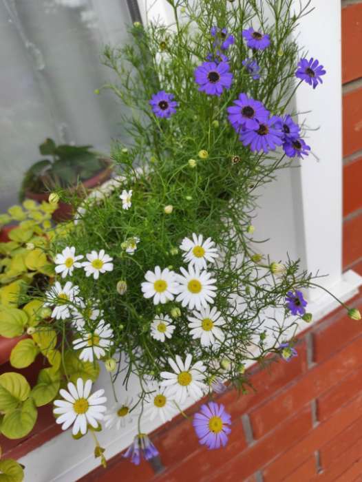 Фотография покупателя товара Семена цветов Брахикома "Маргарита", ц/п,  0,02 г - Фото 1