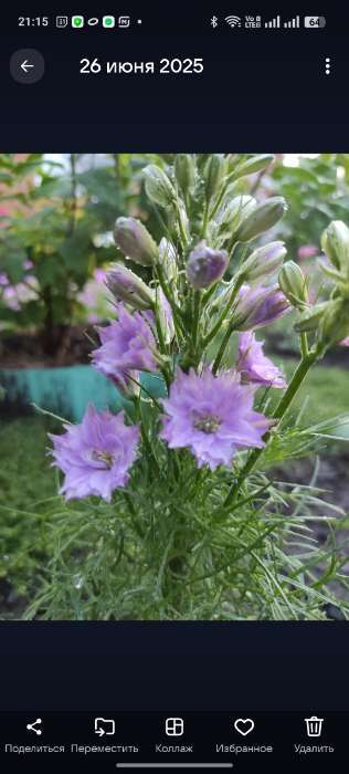Фотография покупателя товара Семена цветов Дельфиниум "Махровый", ц/п,  0,05 г - Фото 2