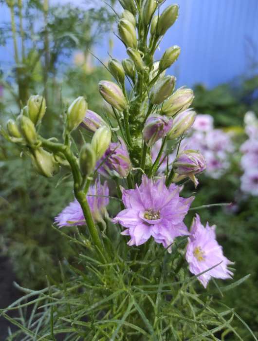 Фотография покупателя товара Семена цветов Дельфиниум "Махровый", ц/п,  0,05 г - Фото 3