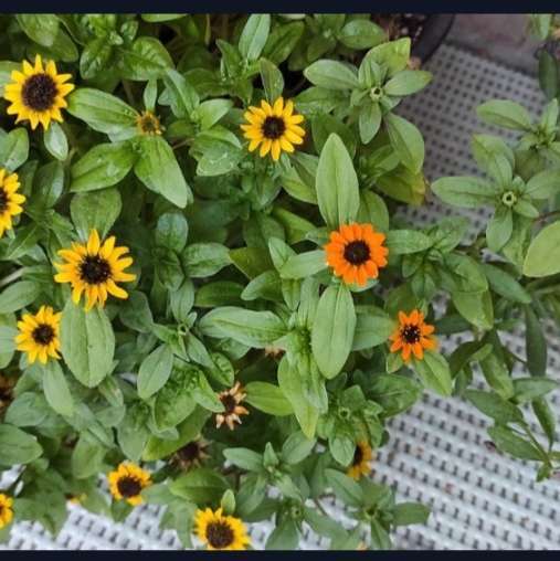 Фотография покупателя товара Семена Цветов Санвиталия "Золотой куст", 0,05 г - Фото 1