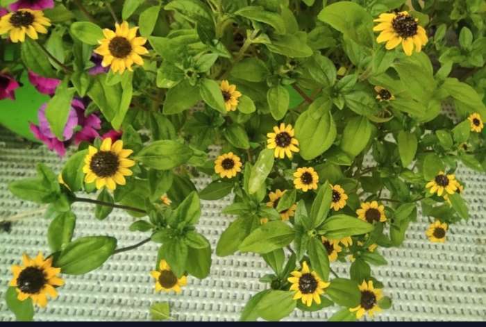 Фотография покупателя товара Семена Цветов Санвиталия "Золотой куст", 0,05 г - Фото 2