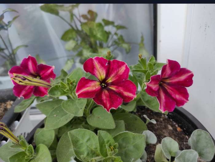 Фотография покупателя товара Семена цветов Петуния мультифлора «Май Джой Еллоу Бронз Ред», 5 шт., «Поиск» - Фото 1