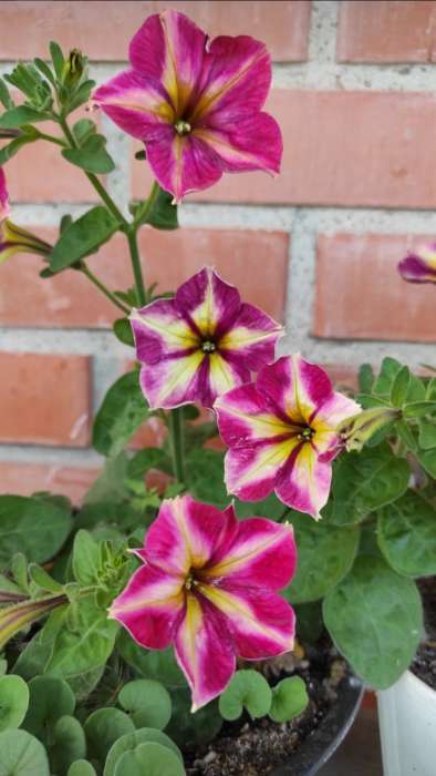 Фотография покупателя товара Семена цветов Петуния мультифлора «Май Джой Еллоу Бронз Ред», 5 шт., «Поиск» - Фото 3