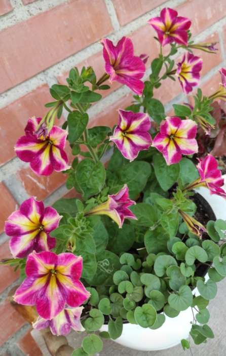 Фотография покупателя товара Семена цветов Петуния мультифлора «Май Джой Еллоу Бронз Ред», 5 шт., «Поиск» - Фото 2