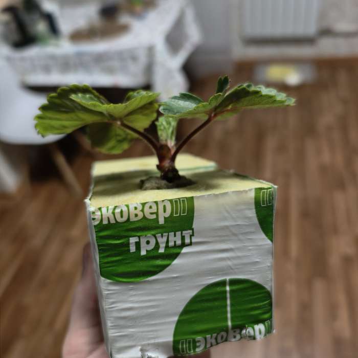 Фотография покупателя товара Субстрат минераловатный «Эковер», в кубе, для рассады и гидропоники, отверстие 20×15 мм, 10×10×6.5 см