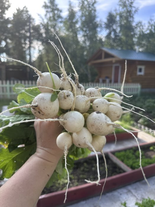 Фотография покупателя товара Семена Редис "Белый Зефир", 3 г - Фото 1