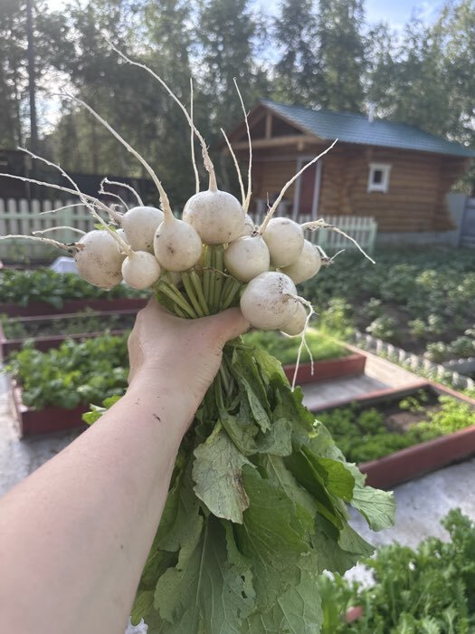 Фотография покупателя товара Семена Редис "Белый Зефир", 3 г - Фото 2