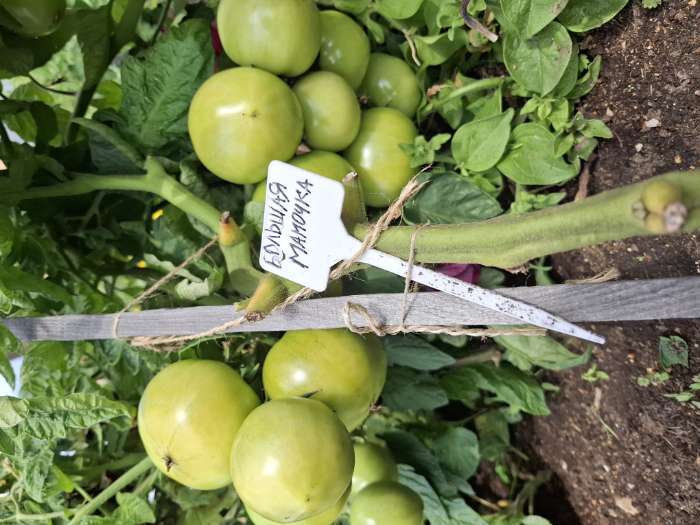 Фотография покупателя товара Семена Томат "Большая мамочка", очень ранний, детерминантный,низкорослый,0,05 г - Фото 1