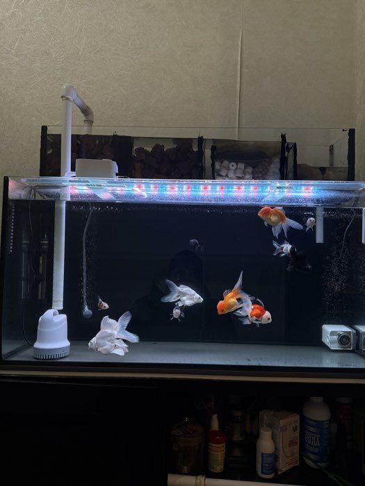 Фотография покупателя товара Аквариум «Прямоугольный» без крышки, 150 л, 93×35×45 см - Фото 2