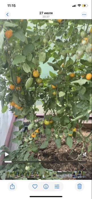 Фотография покупателя товара Семена Томат "Монеточка", Сем. Алт, ц/п, детерминантный, среднерослый, 0,05 г - Фото 3