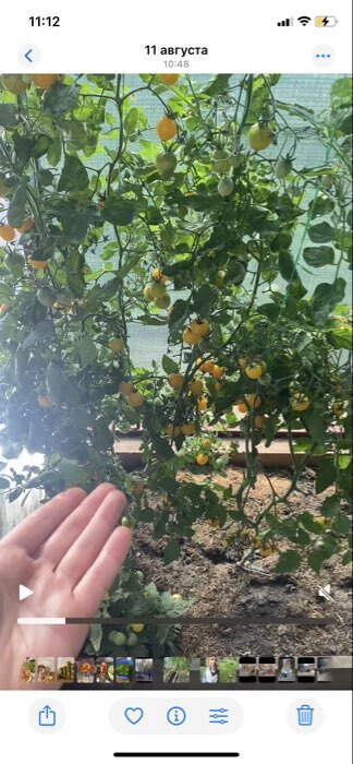 Фотография покупателя товара Семена Томат "Монеточка", Сем. Алт, ц/п, детерминантный, среднерослый, 0,05 г - Фото 2