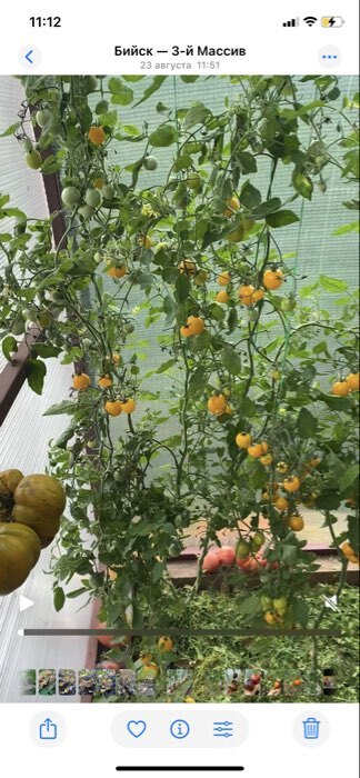 Фотография покупателя товара Семена Томат "Монеточка", Сем. Алт, ц/п, детерминантный, среднерослый, 0,05 г - Фото 1