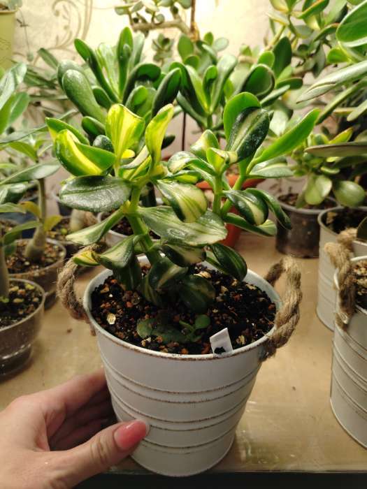 Фотография покупателя товара Кашпо «Ведёрко полоски», 13×13×12 см, МИКС - Фото 1