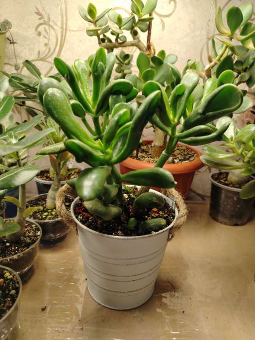 Фотография покупателя товара Кашпо «Ведёрко полоски», 13×13×12 см, МИКС - Фото 2