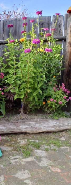 Фотография покупателя товара Семена цветов Цинния "Калифорнийские гиганты" смесь, О, 0,3 г - Фото 1