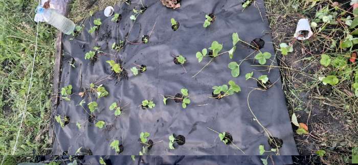 Фотография покупателя товара Материал для ландшафтных работ, 20×0.8 м, плотность 120 г/м², спанбонд с УФ-стабилизатором, чёрный, Greengo, Эконом 30% - Фото 1