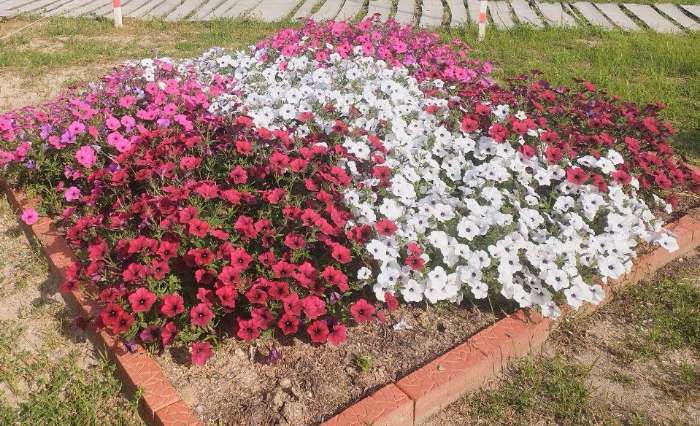 Фотография покупателя товара Семена Цветов Петуния "Тайдал Вейв Сильвер", 5 шт - Фото 1