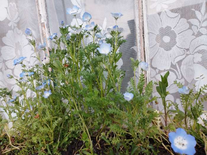 Фотография покупателя товара Семена Цветов однолетние Немофила, 0,1 г - Фото 1