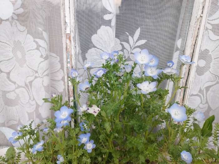 Фотография покупателя товара Семена Цветов однолетние Немофила, 0,1 г - Фото 2