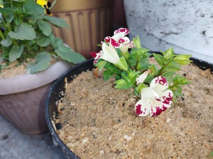 Фотография покупателя товара Семена цветов Мимулюс Мэджик "Летний поцелуй", ц/п,  7 шт - Фото 1