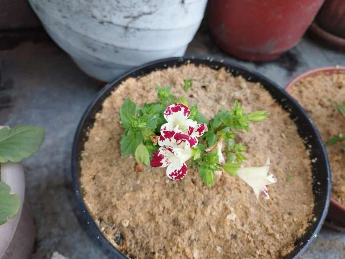 Фотография покупателя товара Семена цветов Мимулюс Мэджик "Летний поцелуй", ц/п,  7 шт - Фото 2