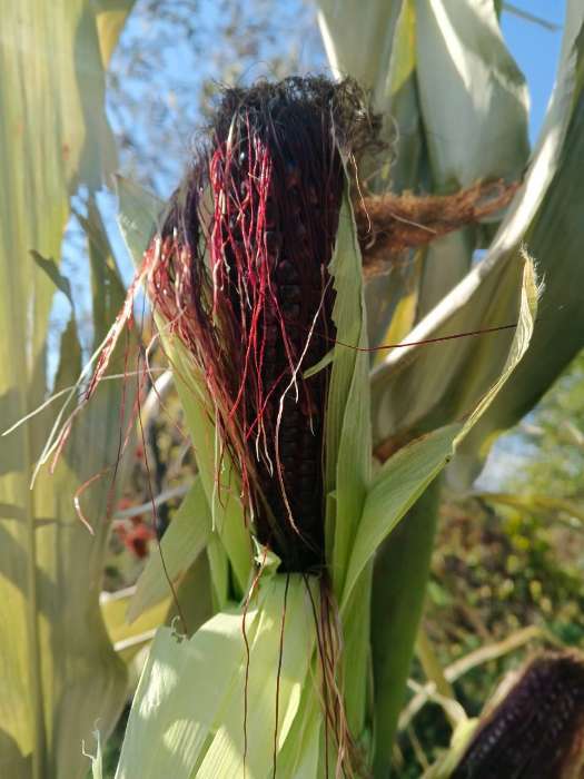 Фотография покупателя товара Семена Кукуруза сахарная «Чёрное золото», F1, 5 шт., «Аэлита» - Фото 3
