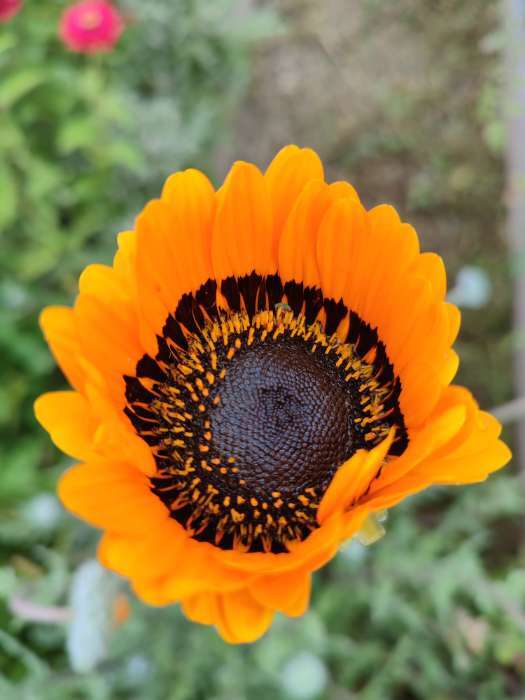 Фотография покупателя товара Семена Цветов Венидиум "Игра света", смесь сортов, ц/п, 0,1 г - Фото 1