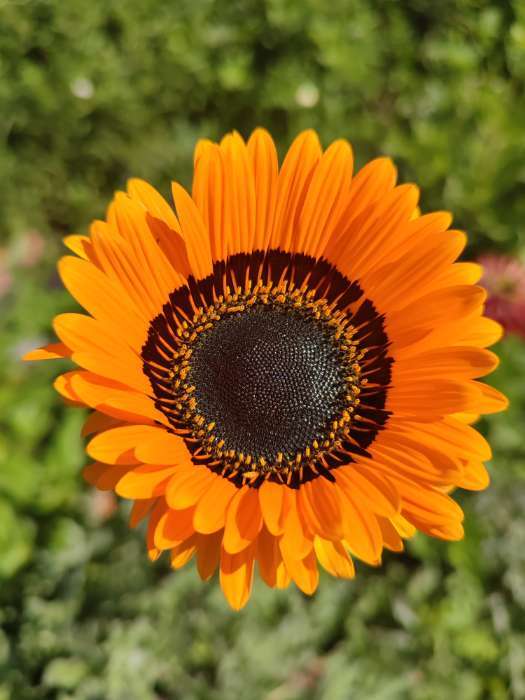 Фотография покупателя товара Семена Цветов Венидиум "Игра света", смесь сортов, ц/п, 0,1 г - Фото 2