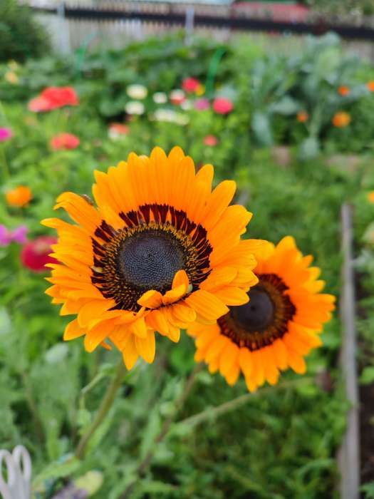 Фотография покупателя товара Семена Цветов Венидиум "Игра света", смесь сортов, ц/п, 0,1 г - Фото 3