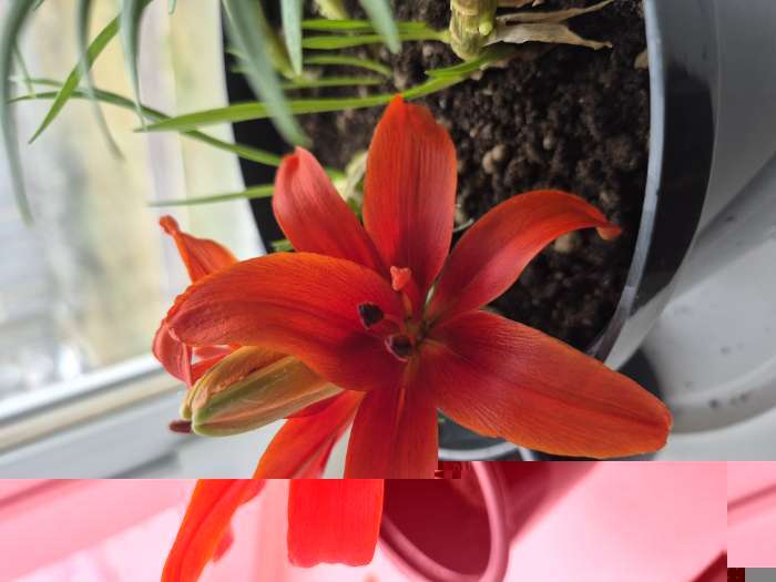 Фотография покупателя товара Лилия Тигровая «Свит Суренде», луковица в пакете с перфорацией, р-р 12/14, 3 шт. - Фото 4