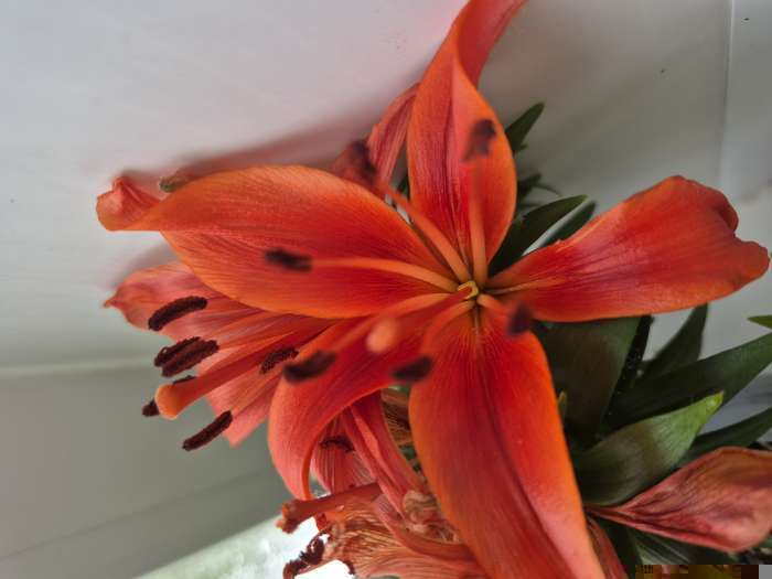 Фотография покупателя товара Лилия Тигровая «Свит Суренде», луковица в пакете с перфорацией, р-р 12/14, 3 шт. - Фото 5