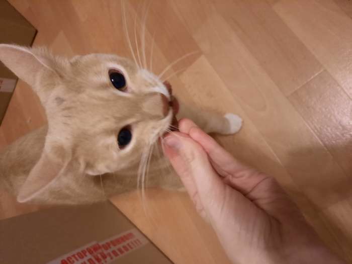 Фотография покупателя товара Колбаски посольские TitBit "Золотая коллекция" для кошек, 20 г