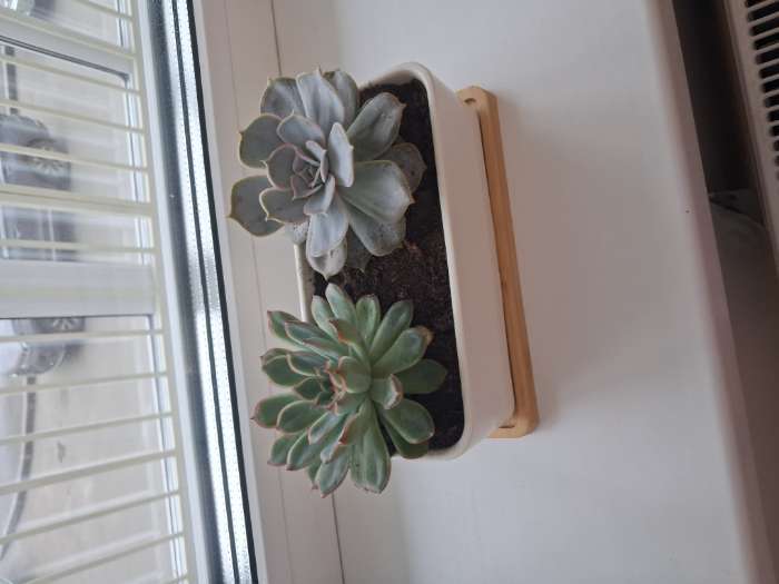 Фотография покупателя товара Горшок для кактусов и суккулентов «Бонсайка», 17×8×6 см, керамический, с поддоном, белый - Фото 1